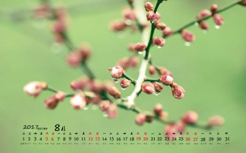 小清新植物嫩芽图片桌面壁纸第6张