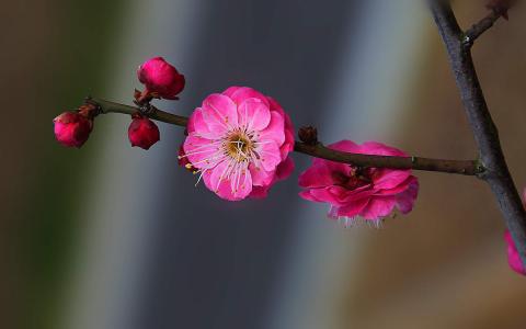 梅花图片 _ 第(3)张