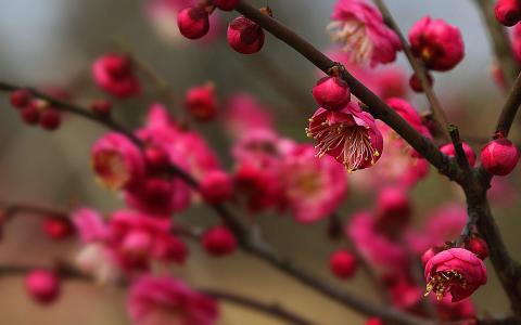 梅花图片 _ 第(5)张