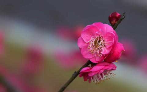 梅花图片 _ 第(6)张