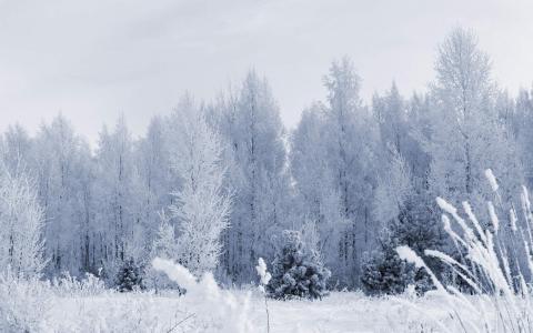 风景白雪图片 _ 第(2)张
