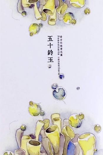 植物水彩艺术插画手机壁纸第0张