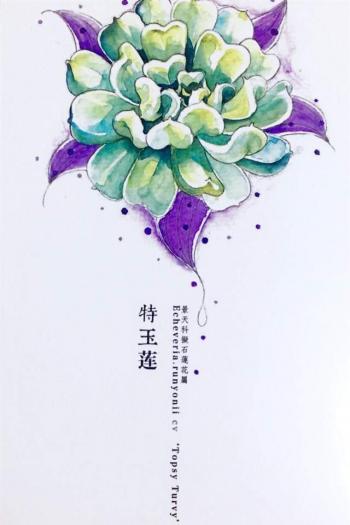 植物水彩艺术插画手机壁纸第3张
