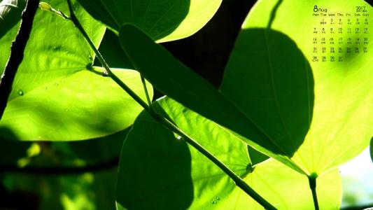 2017年8月绿色护眼的植物叶子摄影高清日历壁纸第0张