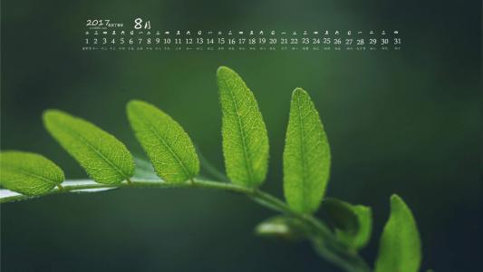 2017年8月绿色护眼的植物叶子摄影高清日历壁纸第2张