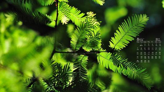 2017年8月绿色护眼的植物叶子摄影高清日历壁纸第4张