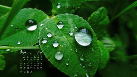 2017年8月绿色护眼的植物叶子摄影高清日历壁纸第5张