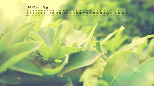 2017年8月绿色护眼的植物叶子摄影高清日历壁纸第6张