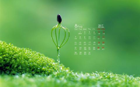 绿色嫩芽微距摄影图片电脑桌面壁纸第5张