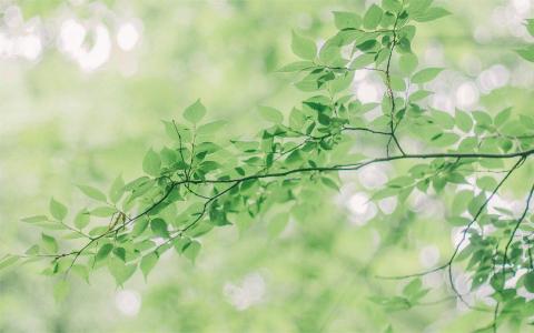 绿色护眼树叶高清桌面壁纸第6张