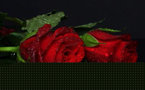 玫瑰花第6张