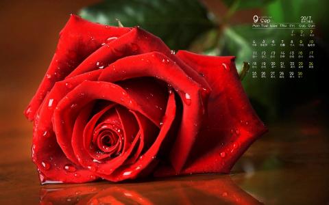 清新粉嫩玫瑰花图片手机壁纸第0张