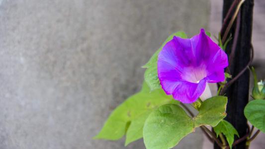 唯美高清牵牛花小清新桌面壁纸第3张