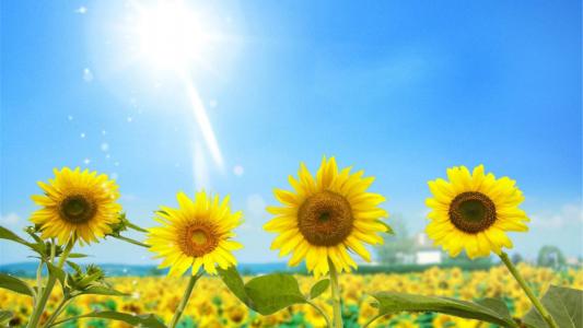 2020年4月向日葵美景图片日历壁纸第2张