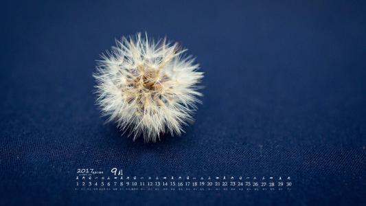 蒲公英图片 _ 第(5)张