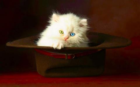 小奶猫图片 _ 第(9)张