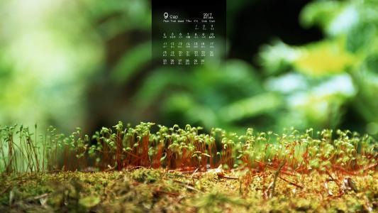 小清新植物嫩芽图片桌面壁纸第4张