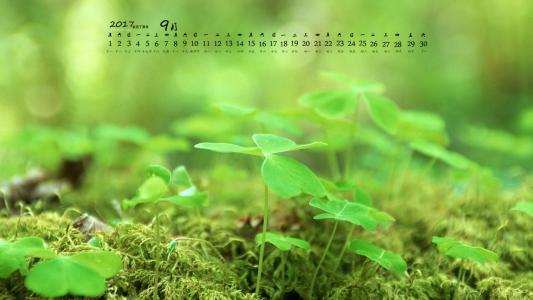 小清新植物嫩芽图片桌面壁纸第5张