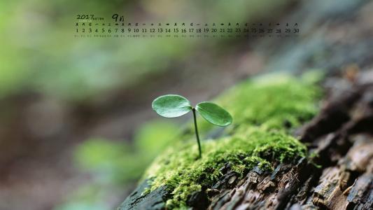 小清新植物嫩芽图片桌面壁纸第6张
