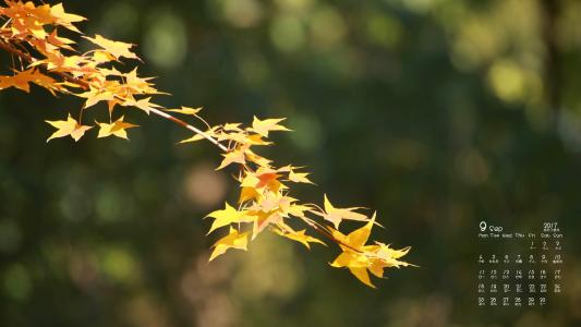 2017年9月秋季渐黄的树叶摄影高清日历壁纸第5张