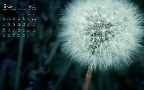 蒲公英图片 _ 第(7)张