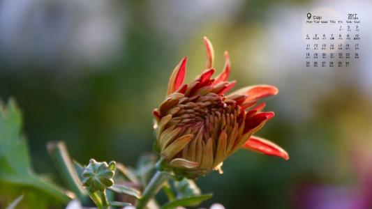 2017年9月秋日盛开的菊花高清日历壁纸第0张