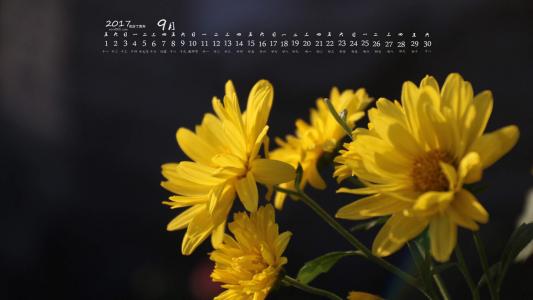 2017年9月秋日盛开的菊花高清日历壁纸第4张