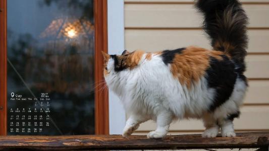 可爱黑猫高清动物图片合集宽屏电脑桌面壁纸下载第一辑第0张