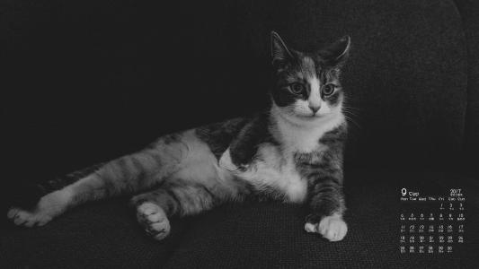 可爱黑猫高清动物图片合集宽屏电脑桌面壁纸下载第一辑第1张