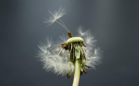 随风飘扬的蒲公英唯美图片桌面壁纸第2张