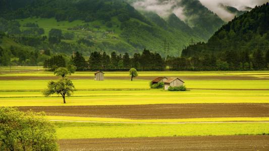油菜花田园风景高清图片桌面壁纸第0张