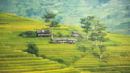 油菜花田园风景高清图片桌面壁纸第5张