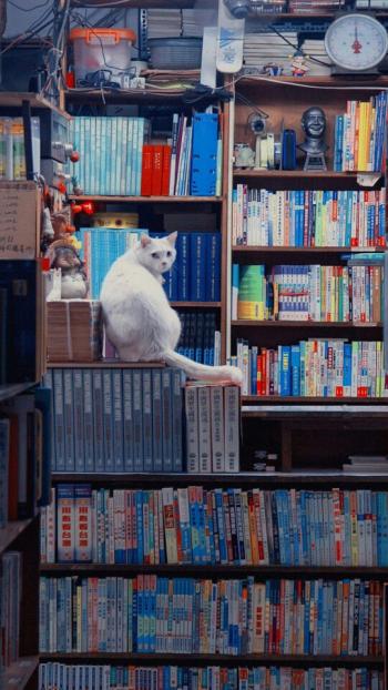超可爱小猫图片高清手机壁纸第1张