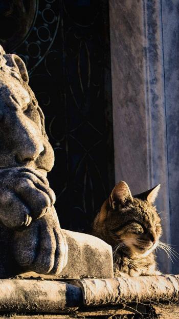 超可爱小猫图片高清手机壁纸第2张