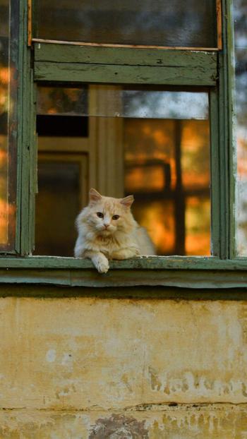 超可爱小猫图片高清手机壁纸第5张