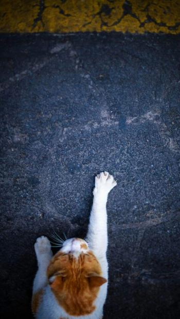 超可爱小猫图片高清手机壁纸第6张