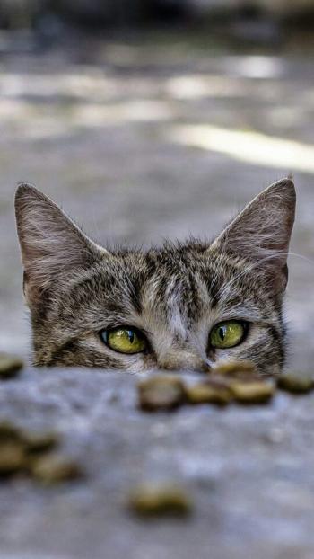 小猫图片 _ 第(9)张