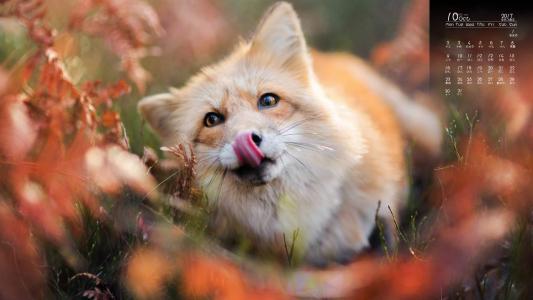可爱黑猫高清动物图片合集宽屏电脑桌面壁纸下载第一辑第5张