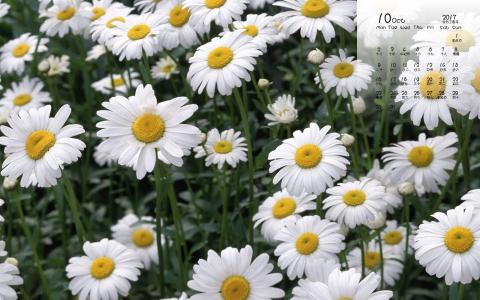2017年10月鲜艳雏菊花卉唯美高清日历壁纸第1张