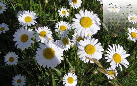 2017年10月鲜艳雏菊花卉唯美高清日历壁纸第4张