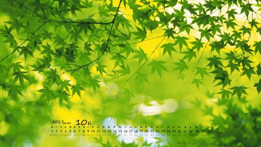 2017年10月护眼绿色植物树叶摄影高清日历壁纸第0张