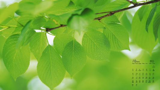 2017年10月护眼绿色植物树叶摄影高清日历壁纸第2张