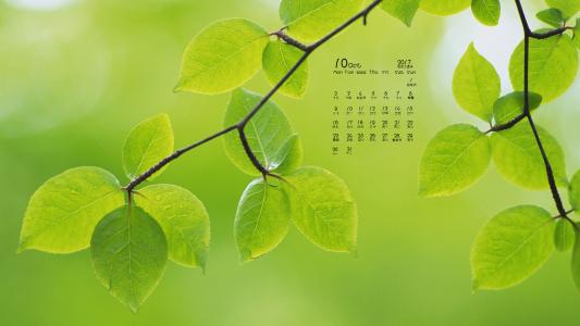 2017年10月护眼绿色植物树叶摄影高清日历壁纸第5张