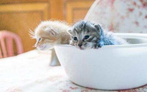 高清超可爱萌宠小奶猫高清电脑桌面壁纸(三)第5张