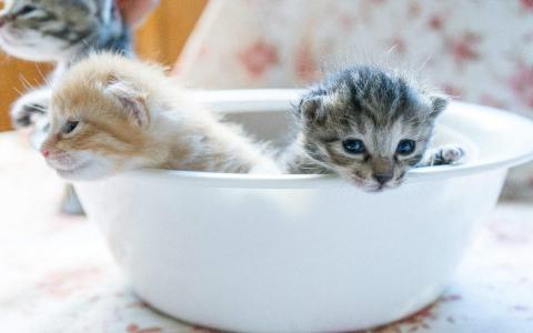 小奶猫图片 _ 第(8)张