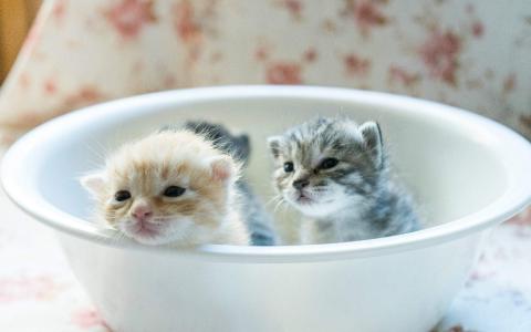小奶猫图片 _ 第(9)张