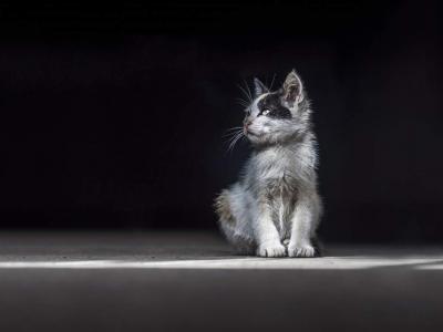 小奶猫图片 _ 第(5)张