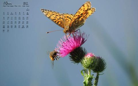 2017年4月彩色蝴蝶花朵唯美意境日历壁纸第5张