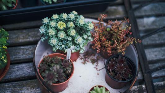 小清新植物盆栽图片高清宽屏壁纸第4张