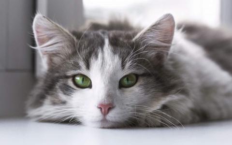 超可爱小猫图片高清手机壁纸第0张